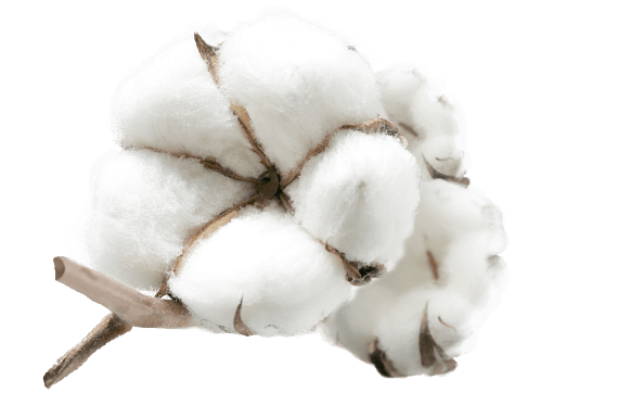 ingredient-egypt-cotton