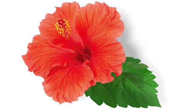 ingredient-hawaii-hibiscus