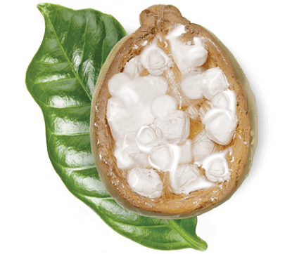 ingredient-madagascar-baobab