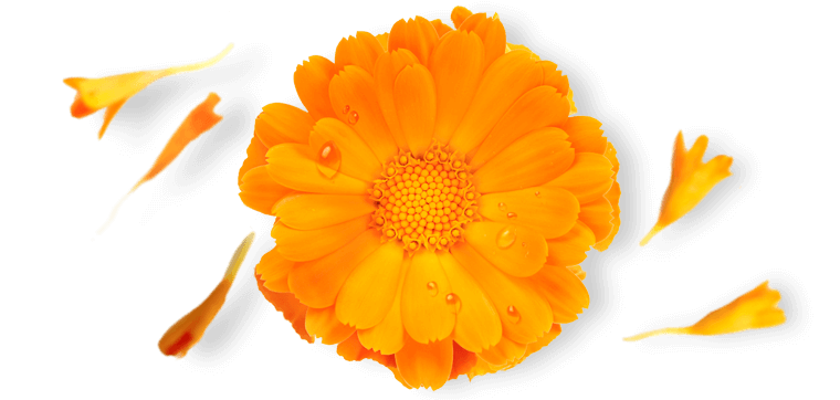 ingredient-provence-calendula