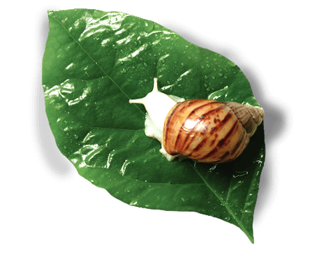 ingredient-snail-secretion
